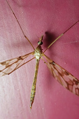 Tipula trivittata