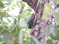 Melanerpes aurifrons