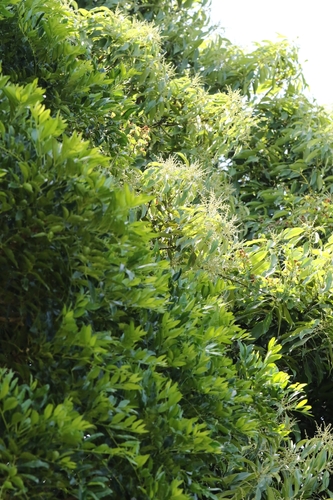 Lithocarpus harlandii, photograph 3