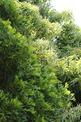Lithocarpus harlandii, photograph author not stated, no rights reserved