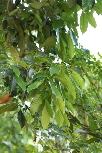Lithocarpus harlandii, photograph 4