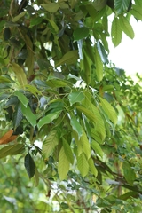 Lithocarpus harlandii, photograph author not stated, no rights reserved