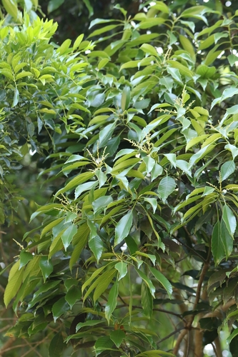 Lithocarpus harlandii, photograph 5