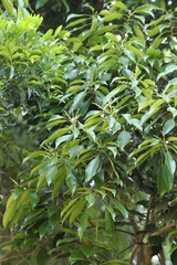 Lithocarpus harlandii, photograph author not stated, no rights reserved