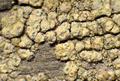 Lecanora simeonensis