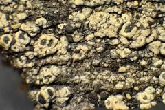 Lecanora simeonensis