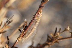 Macronemurus appendiculatus