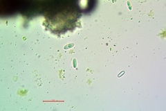 Lecanora simeonensis