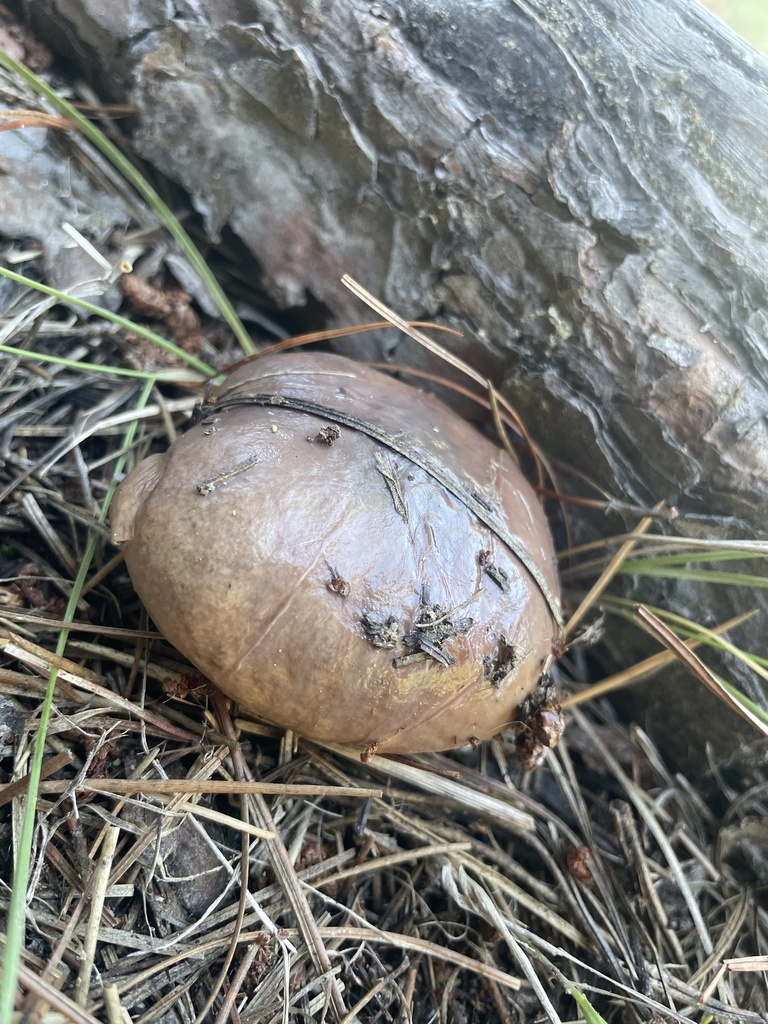 Suillus pungens · April 2025 · photo: © morganemerien (iNaturalist, cc0)