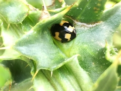 Ceratomegilla alpina