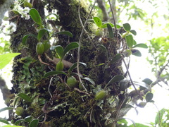 Bulbophyllum nutans