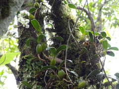 Bulbophyllum nutans
