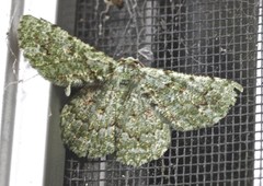 Aeolochroma viridicata