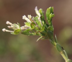 Gnidia sericea