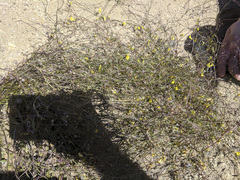 Neogaerrhinum filipes