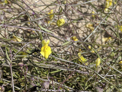 Neogaerrhinum filipes
