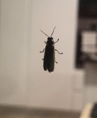 Photinus signaticollis