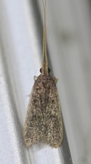 Lecithocera imprudens