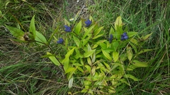 Pneumonanthe