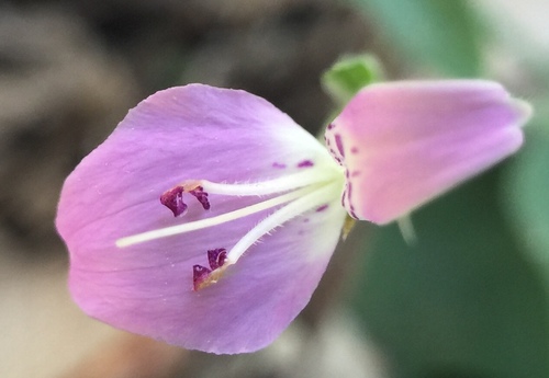 Dicliptera brevispicata image