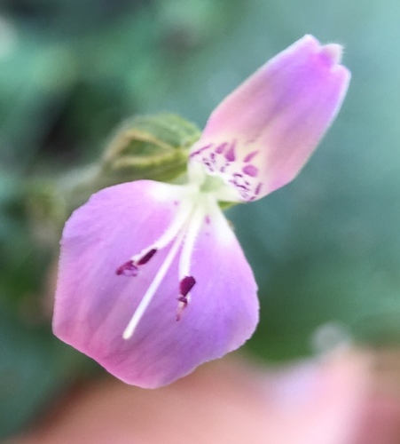 Dicliptera brevispicata image