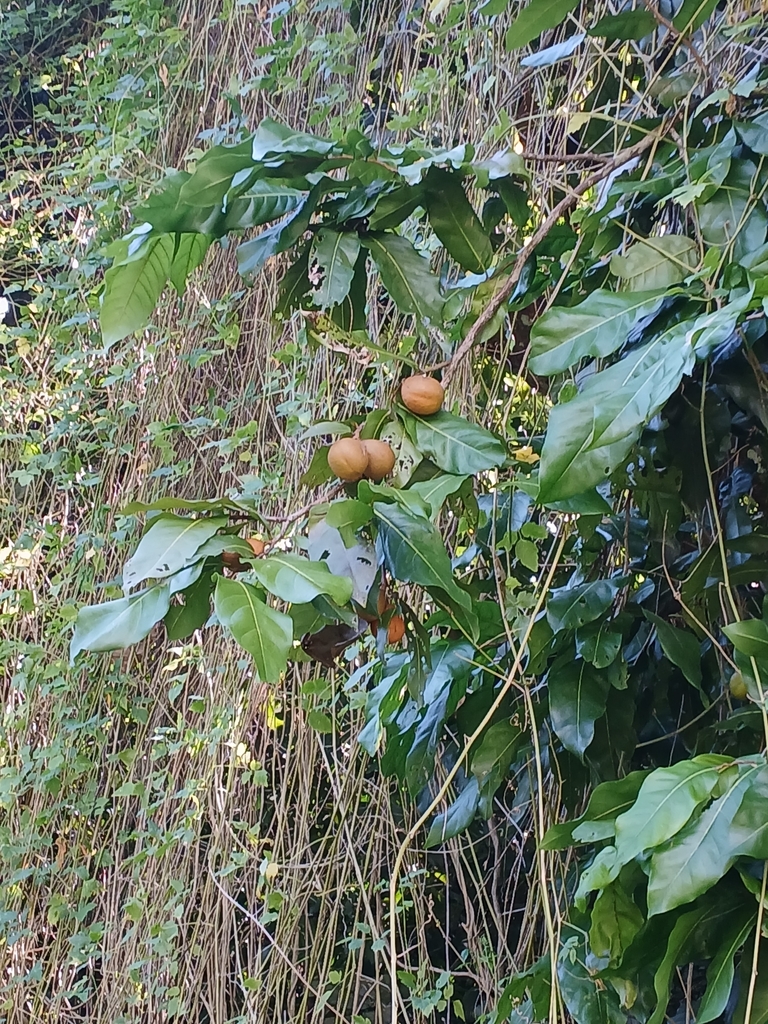 Inocarpus fagifer; photograph Leon Perrie, CC BY, iNaturalist via GBIF