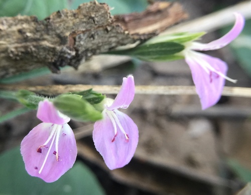 Dicliptera brevispicata image