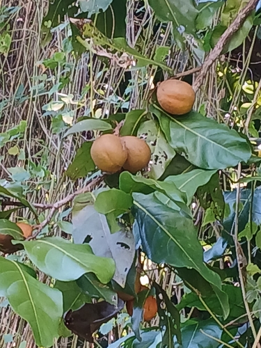 Inocarpus fagifer, photograph 1
