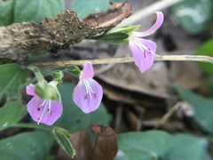 Dicliptera brevispicata image