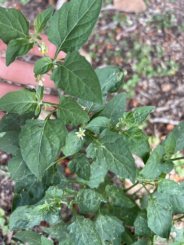 Solanum opacum observed 2025-04-25