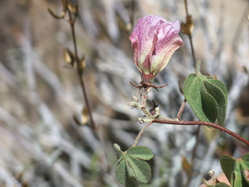 Gossypium anomalum image