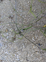 Neogaerrhinum filipes