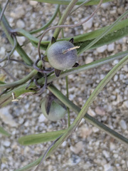 Neogaerrhinum filipes