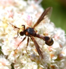 Physocephala marginata