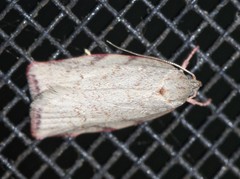 Euchaetis inceptella
