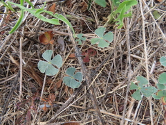Marsilea macropoda