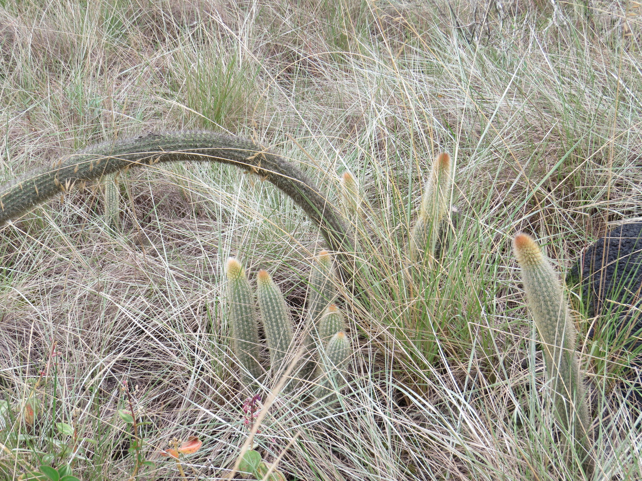 Arthrocereus melanurus