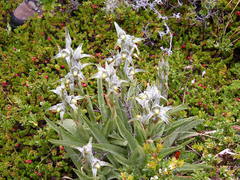 Chloraea magellanica