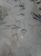 Lontra longicaudis