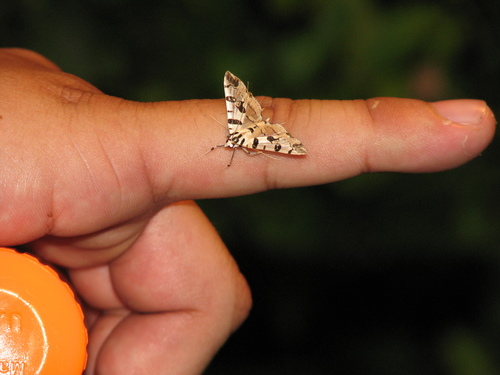 Blush Conchylodes Moth photo 3