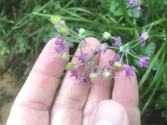 Allium allegheniense
