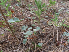 Marsilea macropoda