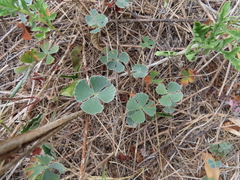 Marsilea macropoda