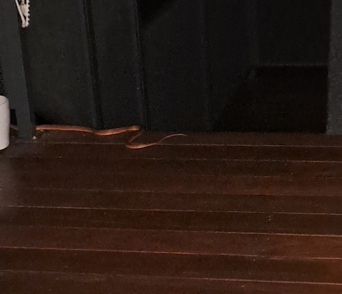 Brown Tree Snake sighting