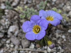 Phacelia fremontii