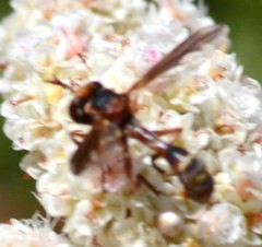 Physocephala marginata