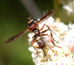 Physocephala marginata