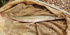 Lepisosteus platostomus