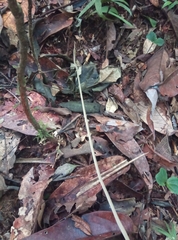Dipsas palmeri