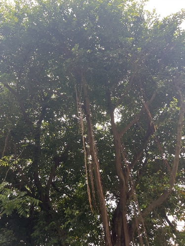 Foto de Figueira-amarela